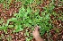 (Eryngium foetidum - BioBot10465)  @11 [ ] CreativeCommons - Attribution Non-Commercial Share-Alike (2011) Daniel H. Janzen Guanacaste Dry Forest Conservation Fund