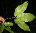  (Billia hippocastanum - BioBot10481)  @13 [ ] CreativeCommons - Attribution Non-Commercial Share-Alike (2011) Daniel H. Janzen Guanacaste Dry Forest Conservation Fund