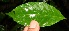  (Stemmadenia alfari - BioBot10505)  @11 [ ] CreativeCommons - Attribution Non-Commercial Share-Alike (2011) Daniel H. Janzen Guanacaste Dry Forest Conservation Fund