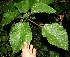  ( - BioBot10522)  @11 [ ] CreativeCommons - Attribution Non-Commercial Share-Alike (2011) Daniel H. Janzen Guanacaste Dry Forest Conservation Fund