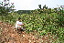  ( - BioBot10551)  @11 [ ] CreativeCommons - Attribution Non-Commercial Share-Alike (2011) Daniel H. Janzen Guanacaste Dry Forest Conservation Fund