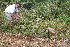  ( - BioBot10552)  @11 [ ] CreativeCommons - Attribution Non-Commercial Share-Alike (2011) Daniel H. Janzen Guanacaste Dry Forest Conservation Fund