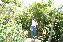  ( - BioBot10558)  @11 [ ] CreativeCommons - Attribution Non-Commercial Share-Alike (2011) Daniel H. Janzen Guanacaste Dry Forest Conservation Fund