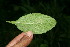  (Hyptis obtusifolia - BioBot10599)  @11 [ ] CreativeCommons - Attribution Non-Commercial Share-Alike (2011) Daniel H. Janzen Guanacaste Dry Forest Conservation Fund