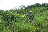  ( - BioBot10641)  @11 [ ] CreativeCommons - Attribution Non-Commercial Share-Alike (2010) Daniel H. Janzen Guanacaste Dry Forest Conservation Fund