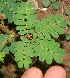  (Mimosa skinneri - BioBot10695)  @11 [ ] CreativeCommons - Attribution Non-Commercial Share-Alike (2010) Daniel H. Janzen Guanacaste Dry Forest Conservation Fund