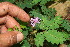  (Mimosa skinneri - BioBot10695)  @11 [ ] CreativeCommons - Attribution Non-Commercial Share-Alike (2010) Daniel H. Janzen Guanacaste Dry Forest Conservation Fund