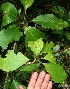  (Solandra grandiflora - BioBot10710)  @11 [ ] CreativeCommons - Attribution Non-Commercial Share-Alike (2010) Daniel H. Janzen Guanacaste Dry Forest Conservation Fund
