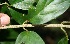  (Tetrapterys tinifolia - BioBot10742)  @11 [ ] CreativeCommons - Attribution Non-Commercial Share-Alike (2010) Daniel H. Janzen Guanacaste Dry Forest Conservation Fund