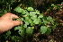  ( - BioBot10761)  @11 [ ] CreativeCommons - Attribution Non-Commercial Share-Alike (2010) Daniel H. Janzen Guanacaste Dry Forest Conservation Fund