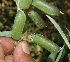  (Crotalaria maypurensis - BioBot10858)  @11 [ ] CreativeCommons - Attribution Non-Commercial Share-Alike (2010) Daniel H. Janzen Guanacaste Dry Forest Conservation Fund