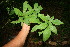  ( - BioBot10875)  @11 [ ] CreativeCommons - Attribution Non-Commercial Share-Alike (2010) Daniel H. Janzen Guanacaste Dry Forest Conservation Fund