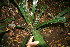  ( - BioBot10890)  @11 [ ] CreativeCommons - Attribution Non-Commercial Share-Alike (2010) Daniel H. Janzen Guanacaste Dry Forest Conservation Fund