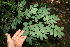  ( - BioBot10941)  @11 [ ] CreativeCommons - Attribution Non-Commercial Share-Alike (2010) Daniel H. Janzen Guanacaste Dry Forest Conservation Fund