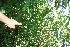  (Solanum rovirosanum - BioBot10946)  @11 [ ] CreativeCommons - Attribution Non-Commercial Share-Alike (2010) Daniel H. Janzen Guanacaste Dry Forest Conservation Fund