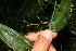  ( - BioBot10954)  @11 [ ] CreativeCommons - Attribution Non-Commercial Share-Alike (2010) Daniel H. Janzen Guanacaste Dry Forest Conservation Fund