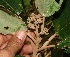  (Miconia argentea - BioBot10971)  @11 [ ] CreativeCommons - Attribution Non-Commercial Share-Alike (2010) Daniel H. Janzen Guanacaste Dry Forest Conservation Fund