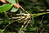  ( - BioBot10974)  @11 [ ] CreativeCommons - Attribution Non-Commercial Share-Alike (2010) Daniel H. Janzen Guanacaste Dry Forest Conservation Fund