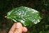  ( - BioBot11007)  @11 [ ] CreativeCommons - Attribution Non-Commercial Share-Alike (2010) Daniel H. Janzen Guanacaste Dry Forest Conservation Fund