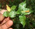  (Cuphea appendiculata - BioBot11009)  @11 [ ] CreativeCommons - Attribution Non-Commercial Share-Alike (2010) Daniel H. Janzen Guanacaste Dry Forest Conservation Fund