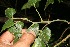  (Rhynchosia edulis - BioBot11056)  @11 [ ] CreativeCommons - Attribution Non-Commercial Share-Alike (2010) Daniel H. Janzen Guanacaste Dry Forest Conservation Fund