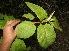  ( - BioBot11058)  @11 [ ] CreativeCommons - Attribution Non-Commercial Share-Alike (2010) Daniel H. Janzen Guanacaste Dry Forest Conservation Fund