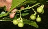  (Solanum rovirosanum - BioBot11065)  @11 [ ] CreativeCommons - Attribution Non-Commercial Share-Alike (2010) Daniel H. Janzen Guanacaste Dry Forest Conservation Fund
