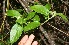  ( - BioBot11089)  @11 [ ] CreativeCommons - Attribution Non-Commercial Share-Alike (2010) Daniel H. Janzen Guanacaste Dry Forest Conservation Fund