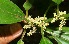  (Pilea A.Guadamuz248 - BioBot11094)  @11 [ ] CreativeCommons - Attribution Non-Commercial Share-Alike (2010) Daniel H. Janzen Guanacaste Dry Forest Conservation Fund
