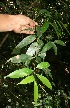  ( - BioBot11100)  @11 [ ] CreativeCommons - Attribution Non-Commercial Share-Alike (2010) Daniel H. Janzen Guanacaste Dry Forest Conservation Fund