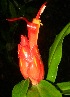  (Costus pulverulentus - BioBot11184)  @11 [ ] CreativeCommons - Attribution Non-Commercial Share-Alike (2010) Daniel H. Janzen Guanacaste Dry Forest Conservation Fund