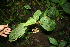  ( - BioBot11241)  @11 [ ] CreativeCommons - Attribution Non-Commercial Share-Alike (2010) Daniel H. Janzen Guanacaste Dry Forest Conservation Fund