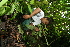  ( - BioBot11244)  @11 [ ] CreativeCommons - Attribution Non-Commercial Share-Alike (2010) Daniel H. Janzen Guanacaste Dry Forest Conservation Fund