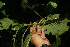  ( - BioBot11252)  @11 [ ] CreativeCommons - Attribution Non-Commercial Share-Alike (2010) Daniel H. Janzen Guanacaste Dry Forest Conservation Fund