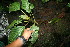  ( - BioBot11255)  @11 [ ] CreativeCommons - Attribution Non-Commercial Share-Alike (2010) Daniel H. Janzen Guanacaste Dry Forest Conservation Fund