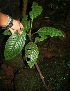  ( - BioBot11256)  @11 [ ] CreativeCommons - Attribution Non-Commercial Share-Alike (2010) Daniel H. Janzen Guanacaste Dry Forest Conservation Fund