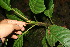  ( - BioBot11256)  @11 [ ] CreativeCommons - Attribution Non-Commercial Share-Alike (2010) Daniel H. Janzen Guanacaste Dry Forest Conservation Fund