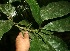  ( - BioBot11265)  @11 [ ] CreativeCommons - Attribution Non-Commercial Share-Alike (2010) Daniel H. Janzen Guanacaste Dry Forest Conservation Fund