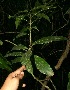  ( - BioBot11285)  @11 [ ] CreativeCommons - Attribution Non-Commercial Share-Alike (2010) Daniel H. Janzen Guanacaste Dry Forest Conservation Fund