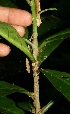  (Cestrum megalophyllum - BioBot11287)  @11 [ ] CreativeCommons - Attribution Non-Commercial Share-Alike (2010) Daniel H. Janzen Guanacaste Dry Forest Conservation Fund