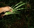  ( - BioBot11329)  @11 [ ] CreativeCommons - Attribution Non-Commercial Share-Alike (2010) Daniel H. Janzen Guanacaste Dry Forest Conservation Fund