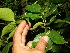  (Cassipourea elliptica - BioBot11333)  @11 [ ] CreativeCommons - Attribution Non-Commercial Share-Alike (2010) Daniel H. Janzen Guanacaste Dry Forest Conservation Fund