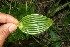  ( - BioBot11343)  @11 [ ] CreativeCommons - Attribution Non-Commercial Share-Alike (2010) Daniel H. Janzen Guanacaste Dry Forest Conservation Fund