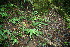  (Pharus parvifolius - BioBot11350)  @11 [ ] CreativeCommons - Attribution Non-Commercial Share-Alike (2010) Daniel H. Janzen Guanacaste Dry Forest Conservation Fund