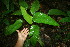  ( - BioBot11368)  @11 [ ] CreativeCommons - Attribution Non-Commercial Share-Alike (2010) Daniel H. Janzen Guanacaste Dry Forest Conservation Fund