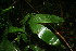  ( - BioBot11377)  @11 [ ] CreativeCommons - Attribution Non-Commercial Share-Alike (2010) Daniel H. Janzen Guanacaste Dry Forest Conservation Fund