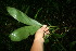  ( - BioBot11377)  @11 [ ] CreativeCommons - Attribution Non-Commercial Share-Alike (2010) Daniel H. Janzen Guanacaste Dry Forest Conservation Fund