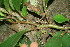  ( - BioBot11498)  @11 [ ] CreativeCommons - Attribution Non-Commercial Share-Alike (2010) Daniel H. Janzen Guanacaste Dry Forest Conservation Fund