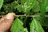  ( - BioBot11560)  @11 [ ] CreativeCommons - Attribution Non-Commercial Share-Alike (2010) Daniel H. Janzen Guanacaste Dry Forest Conservation Fund