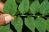  ( - BioBot11565)  @11 [ ] CreativeCommons - Attribution Non-Commercial Share-Alike (2010) Daniel H. Janzen Guanacaste Dry Forest Conservation Fund